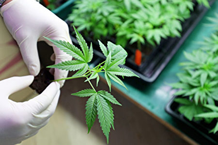 大麻市场价值600亿令吉赛沙迪促政府合法化 真传媒 Truth Media My